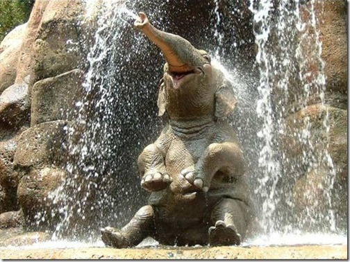 Laughing Elephant