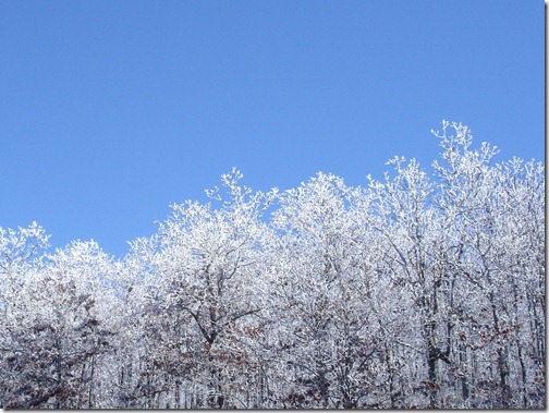 ice_trees_cropped