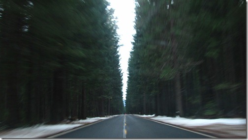 California Forest
