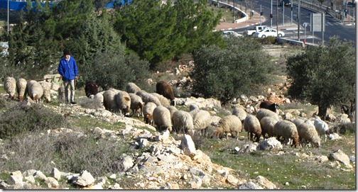 Shepherd on a Hill Outside Jerusalem