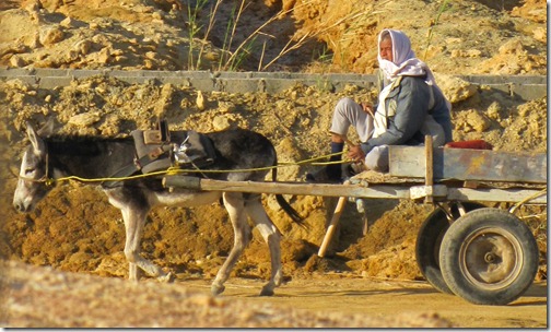 Donkey Cart