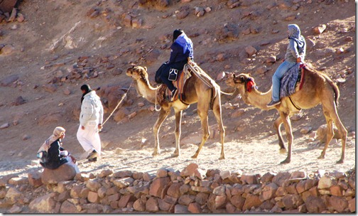Tourists on Camels