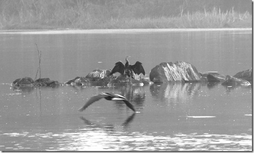 Blue Nile Birds