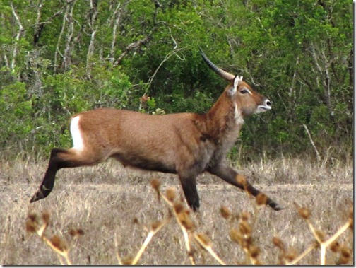 Eland Antelope