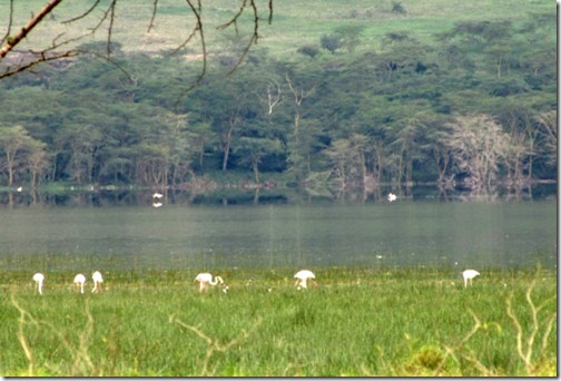 Flamingos from a Long Way Away