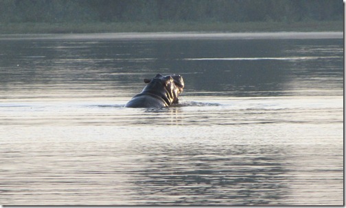 Hippo in the Blue Nile