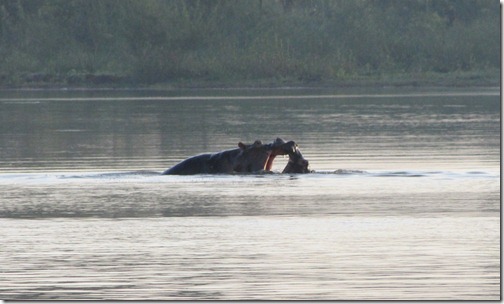 Hippos Kissing in the Blue Nile