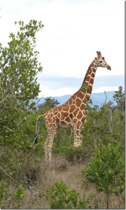 Lone Giraffe