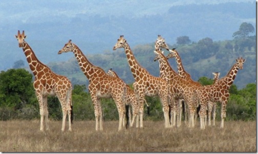 Many Giraffes