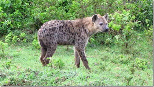 Spotted Hyena