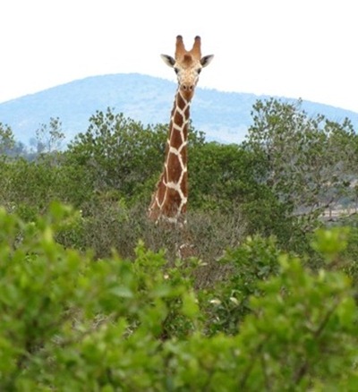 Tall Giraffe