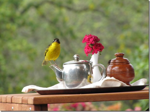 Weaver Bird on Teapot