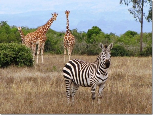 Zebra and Giraffes