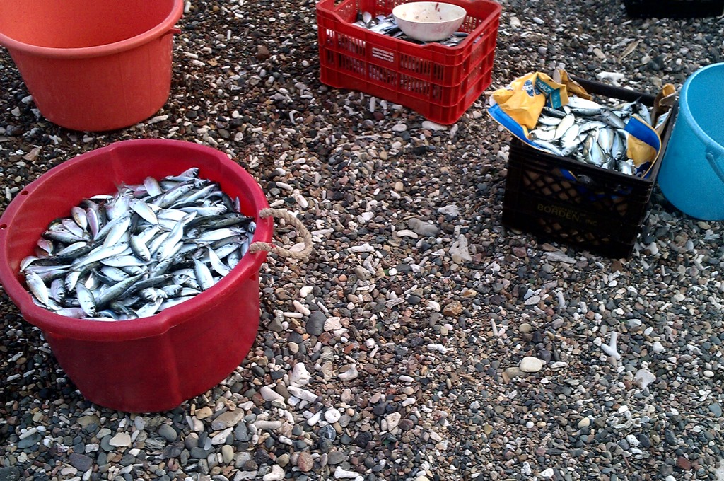 Leetle Feesh