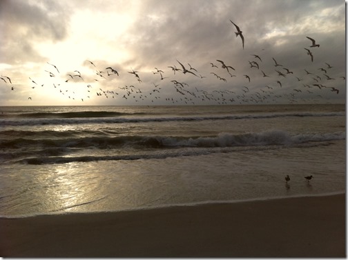 Ocean Birds